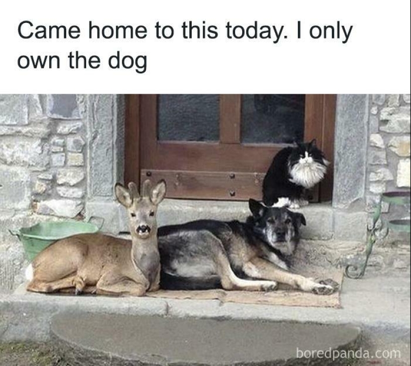 13 Funny Animal Pics That Were Meant To Be Made Into Memes 13 Funny Animal Pics That Were Meant To Be Made Into Memes