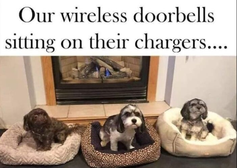 13 Funny Animal Pics That Were Meant To Be Made Into Memes 13 Funny Animal Pics That Were Meant To Be Made Into Memes