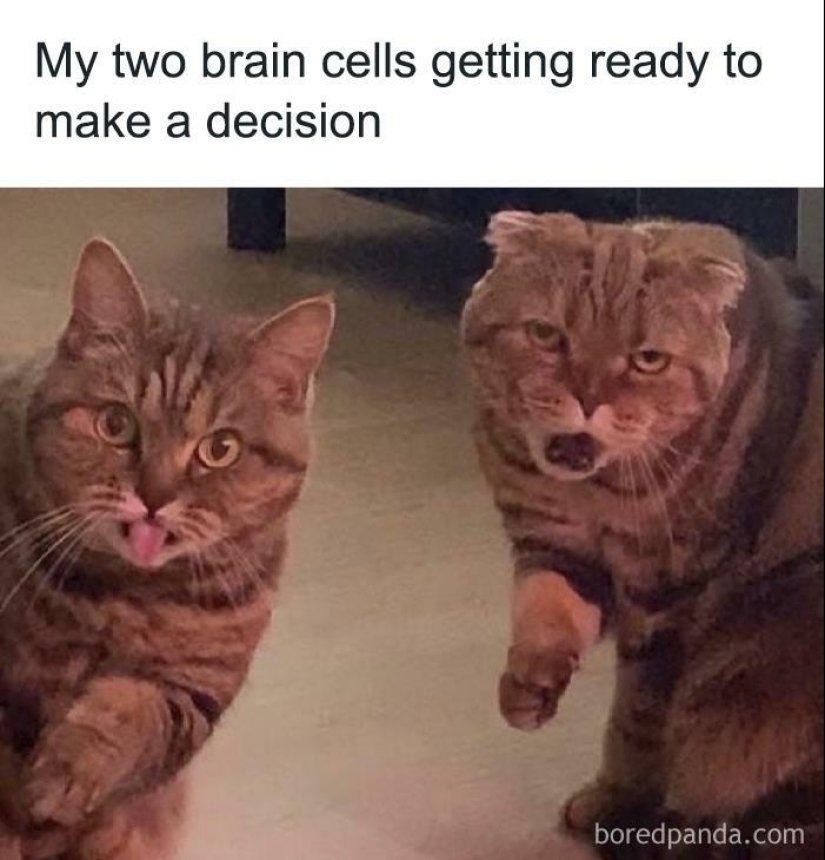 13 Funny Animal Pics That Were Meant To Be Made Into Memes 13 Funny Animal Pics That Were Meant To Be Made Into Memes