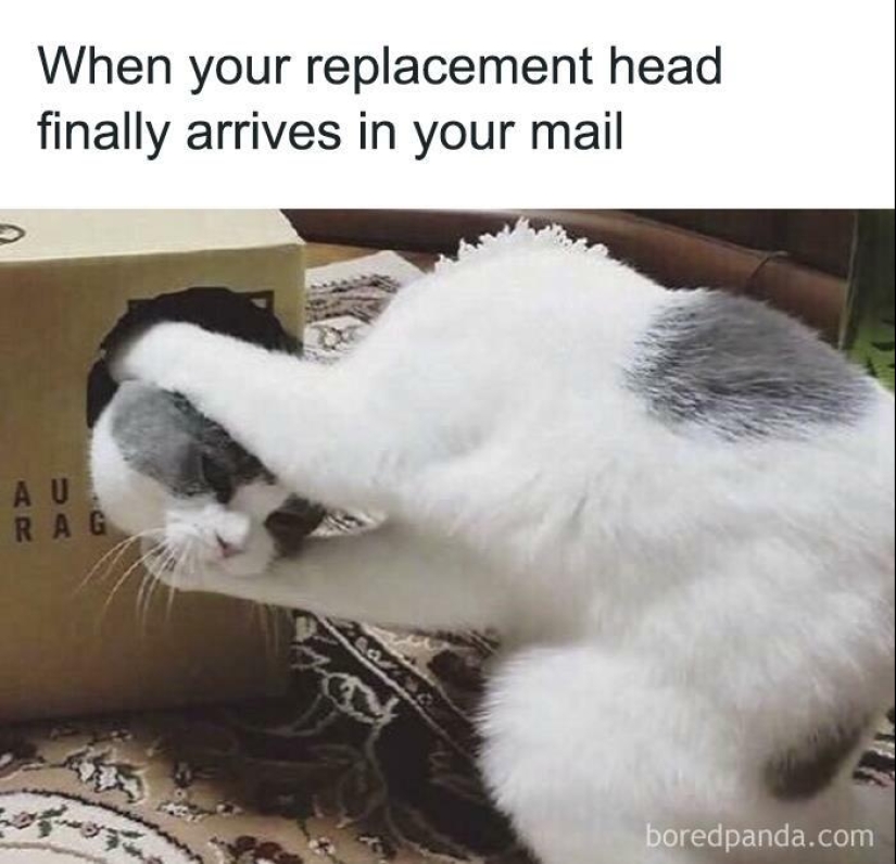13 Funny Animal Pics That Were Meant To Be Made Into Memes 13 Funny Animal Pics That Were Meant To Be Made Into Memes