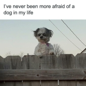 13 Funny Animal Pics That Were Meant To Be Made Into Memes 13 Funny Animal Pics That Were Meant To Be Made Into Memes