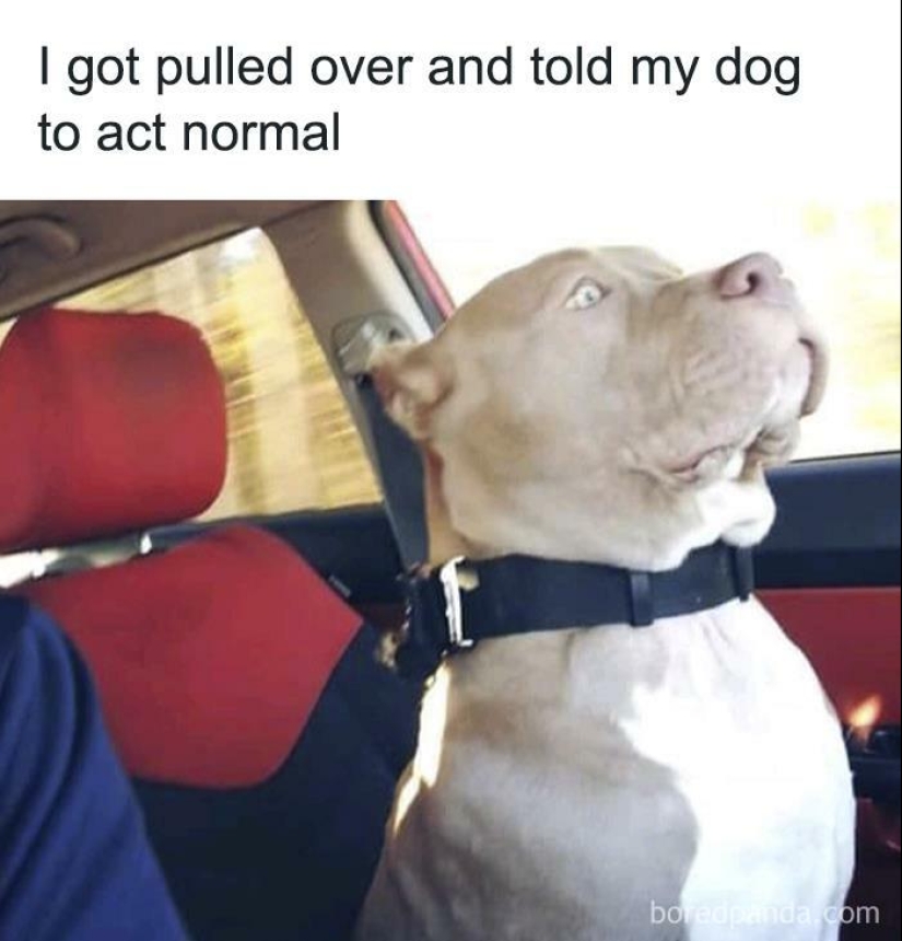 13 Funny Animal Pics That Were Meant To Be Made Into Memes 13 Funny Animal Pics That Were Meant To Be Made Into Memes