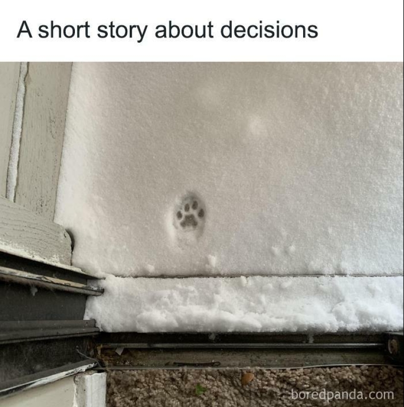 13 Funny Animal Pics That Were Meant To Be Made Into Memes 13 Funny Animal Pics That Were Meant To Be Made Into Memes