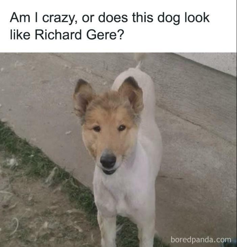 13 Funny Animal Pics That Were Meant To Be Made Into Memes 13 Funny Animal Pics That Were Meant To Be Made Into Memes