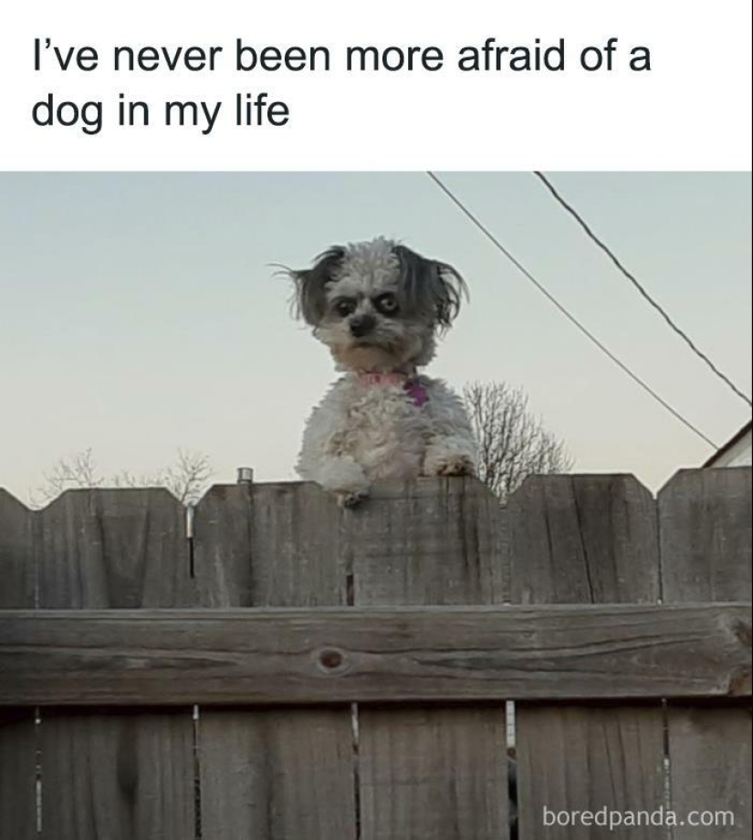 13 Funny Animal Pics That Were Meant To Be Made Into Memes 13 Funny Animal Pics That Were Meant To Be Made Into Memes