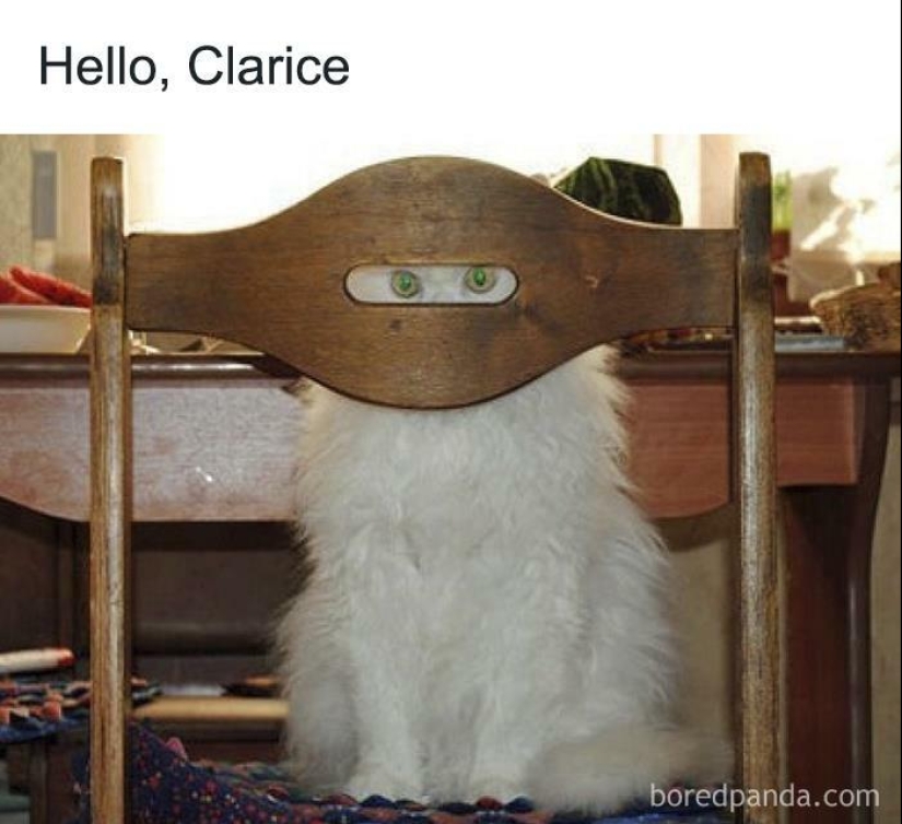 13 Funny Animal Pics That Were Meant To Be Made Into Memes 13 Funny Animal Pics That Were Meant To Be Made Into Memes