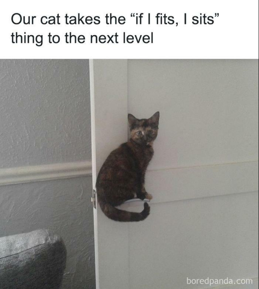 13 Funny Animal Pics That Were Meant To Be Made Into Memes 13 Funny Animal Pics That Were Meant To Be Made Into Memes