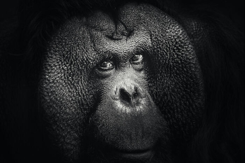 13 nuevas fotos de animales majestuosos que tomé en el zoológico