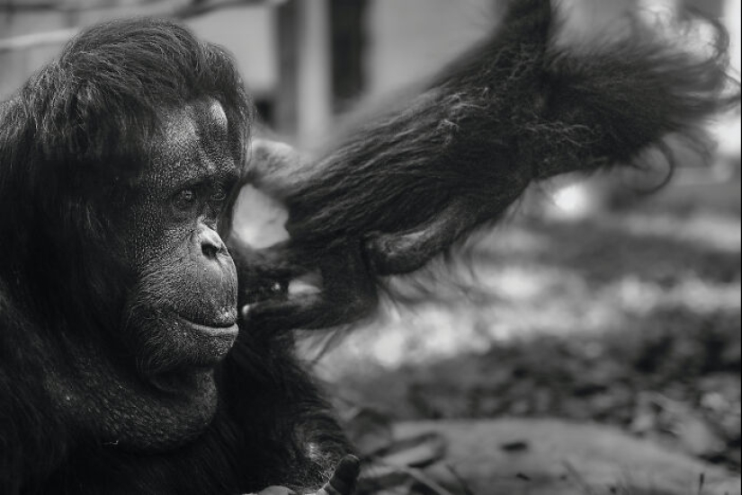 13 nuevas fotos de animales majestuosos que tomé en el zoológico