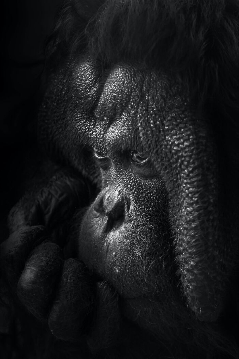 13 nuevas fotos de animales majestuosos que tomé en el zoológico