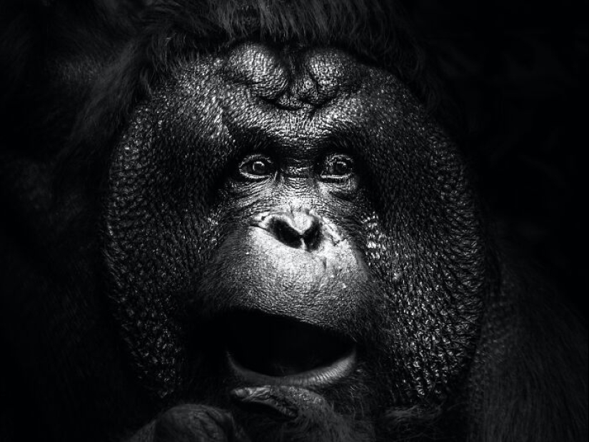 13 nuevas fotos de animales majestuosos que tomé en el zoológico