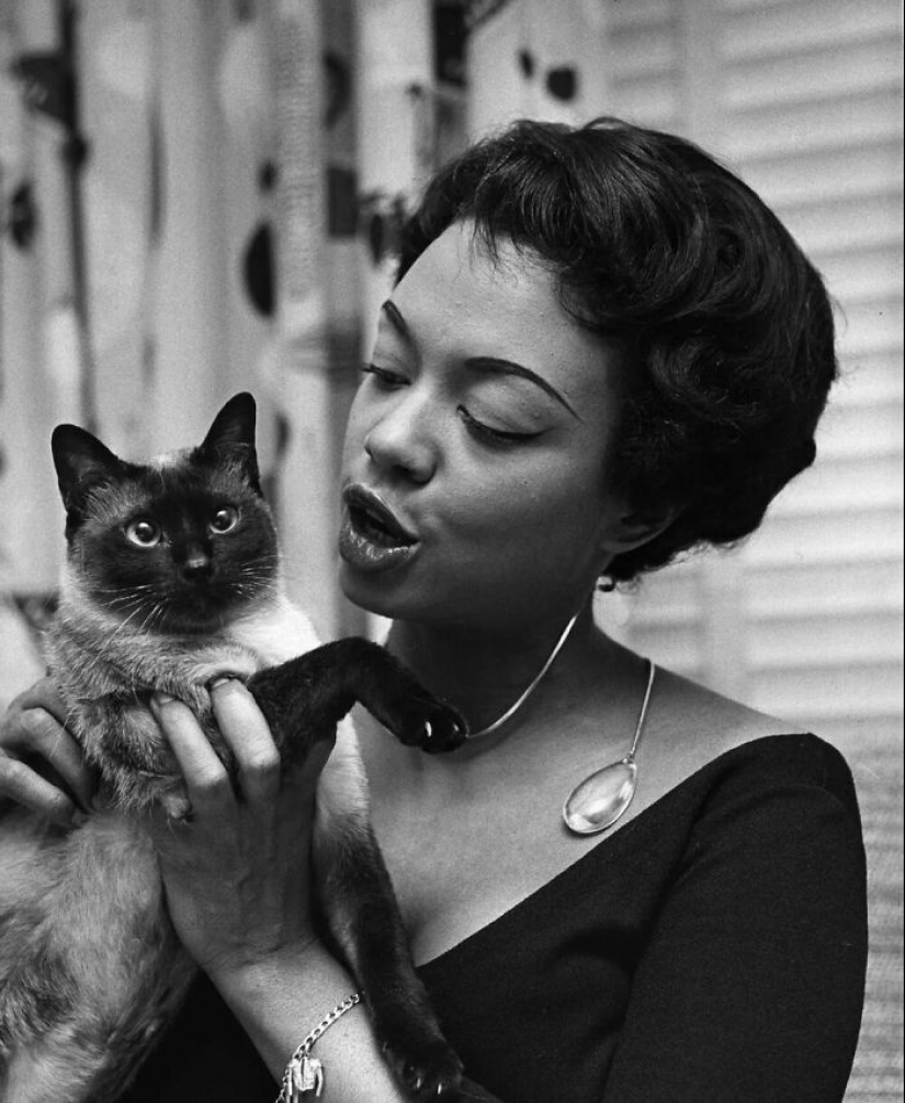 13 Vintage Photos Of Cats That Show Nothing Has Changed In Decades, Collected By This Journalist
