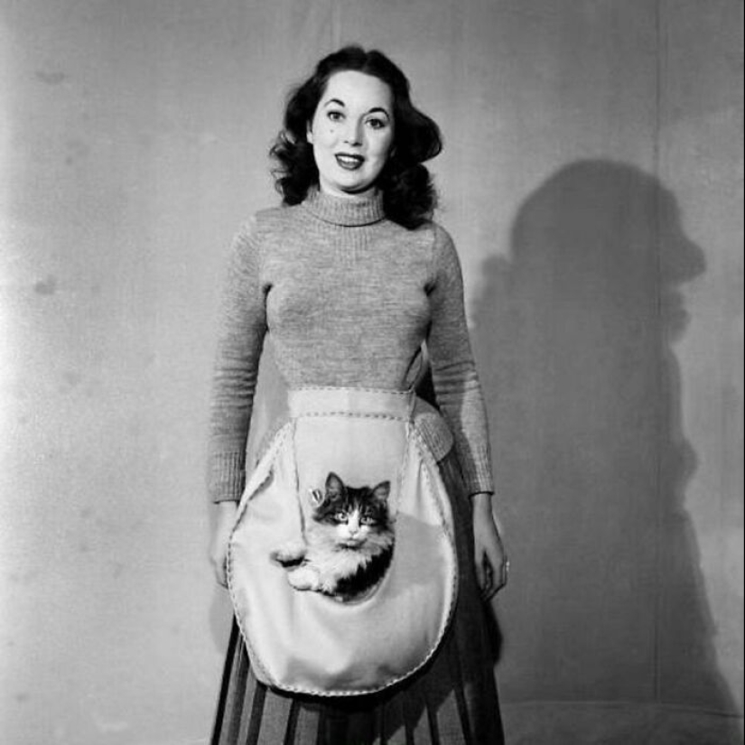 13 Vintage Photos Of Cats That Show Nothing Has Changed In Decades, Collected By This Journalist