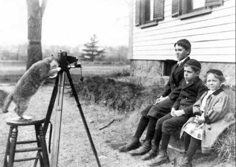 13 Vintage Photos Of Cats That Show Nothing Has Changed In Decades, Collected By This Journalist