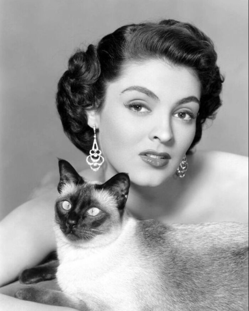13 Vintage Photos Of Cats That Show Nothing Has Changed In Decades, Collected By This Journalist