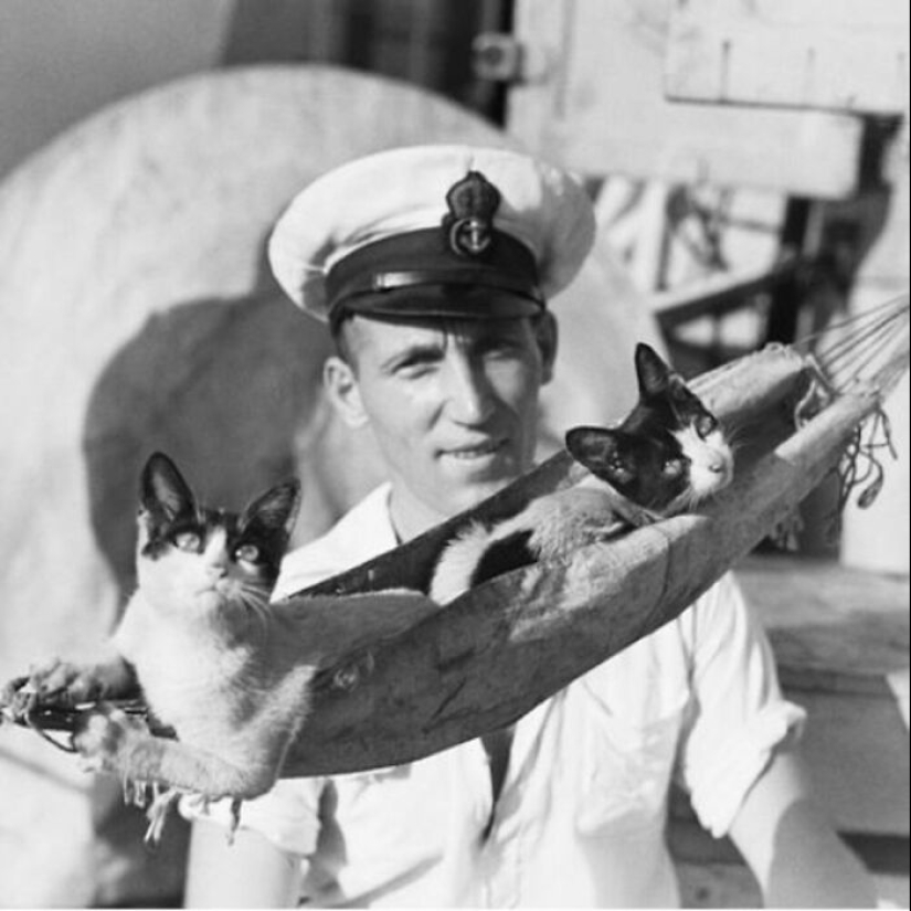 13 Vintage Photos Of Cats That Show Nothing Has Changed In Decades, Collected By This Journalist