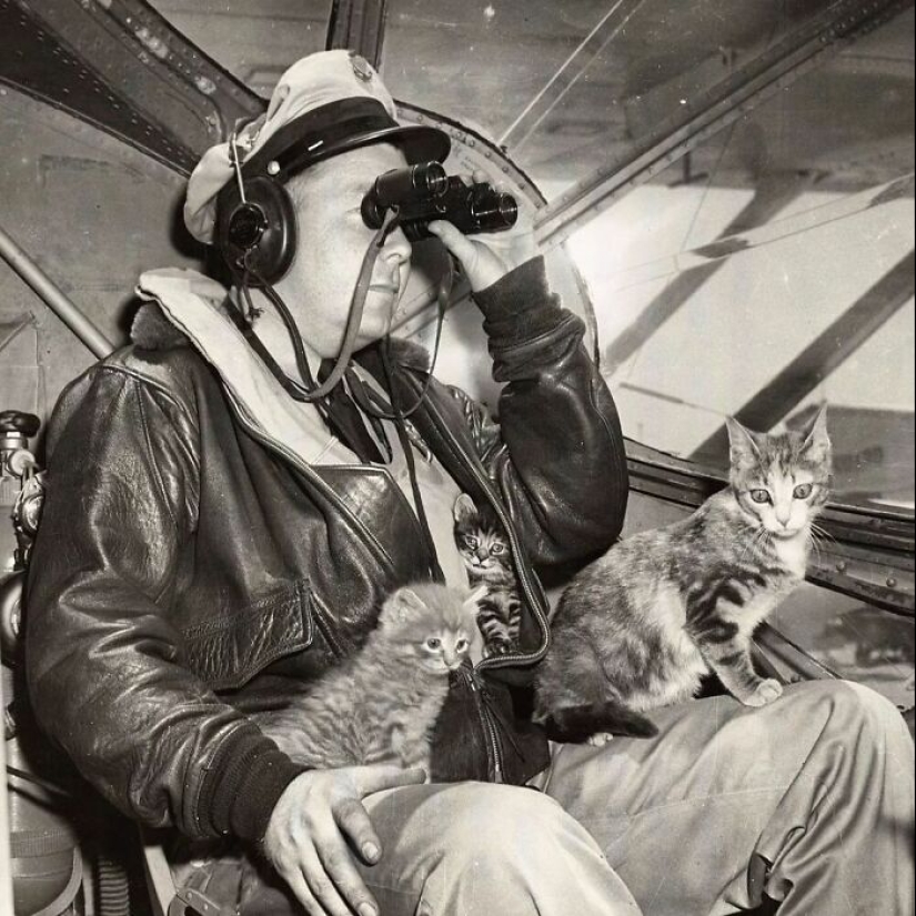 13 Vintage Photos Of Cats That Show Nothing Has Changed In Decades, Collected By This Journalist