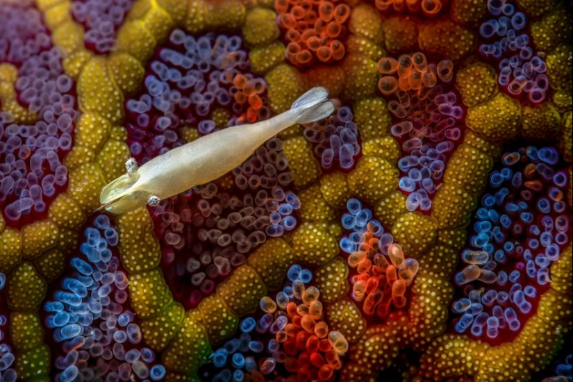 13 Winning Shots From The Close-Up Photographer Of The Year 2023 Awards 13 Winning Shots From The Close-Up Photographer Of The Year 2023 Awards