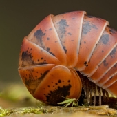 13 Winning Shots From The Close-Up Photographer Of The Year 2023 Awards