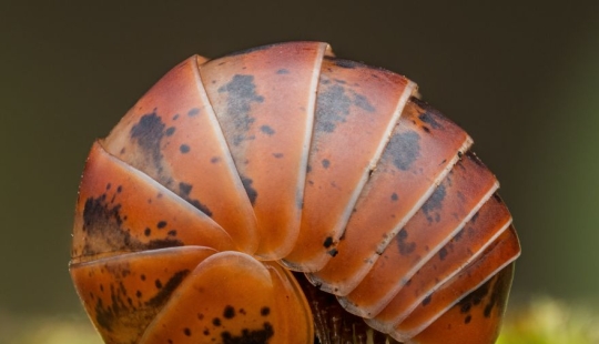 13 Winning Shots From The Close-Up Photographer Of The Year 2023 Awards