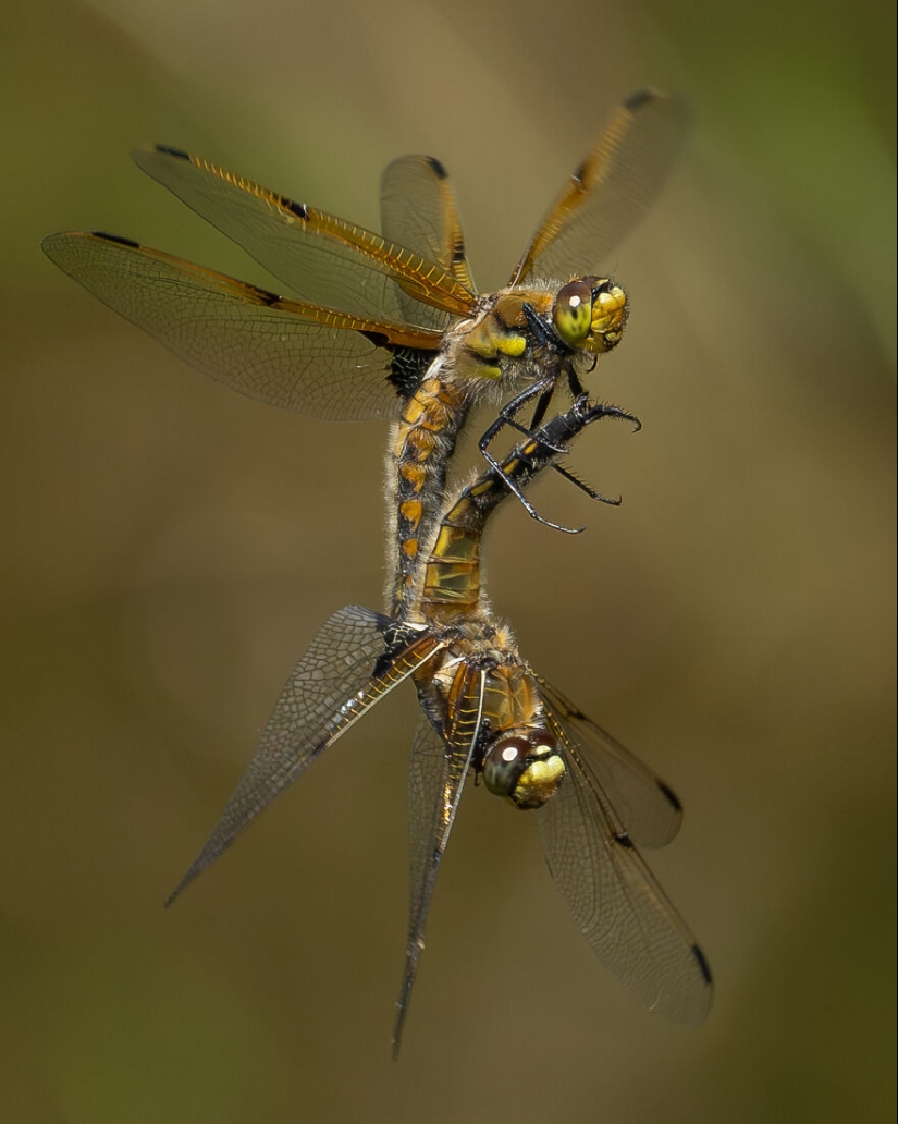 13 Winning Shots From The Close-Up Photographer Of The Year 2023 Awards 13 Winning Shots From The Close-Up Photographer Of The Year 2023 Awards