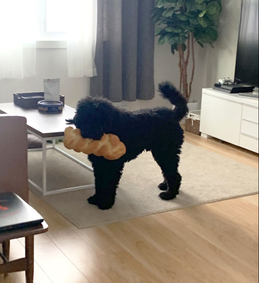 14 de los accidentes y fallos en la cocina más divertidos 14 de los accidentes y fallos en la cocina más divertidos