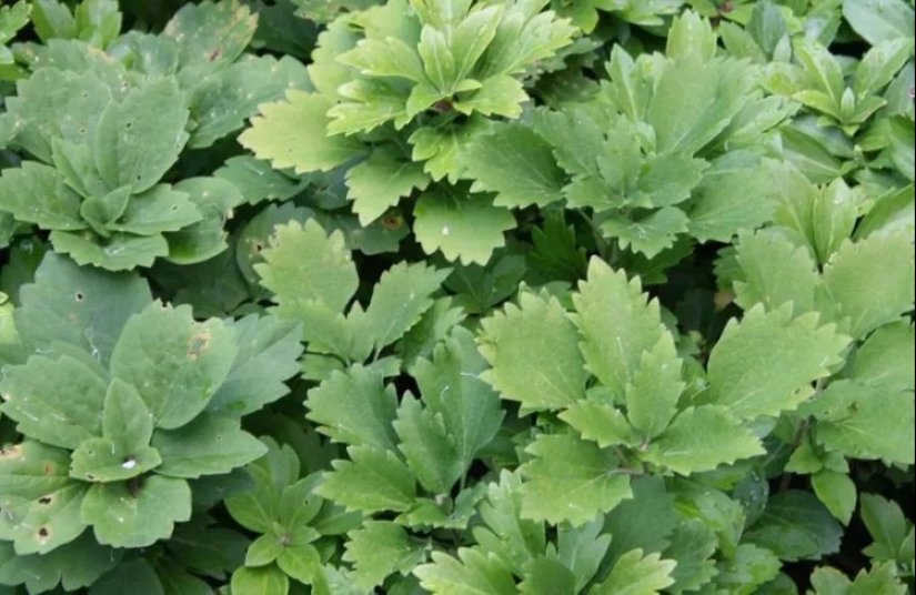 14 Grass Alternatives That Thrive in Shady Yards