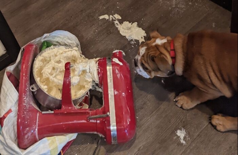 14 Of The Funniest Cooking Accidents And Fails 14 Of The Funniest Cooking Accidents And Fails