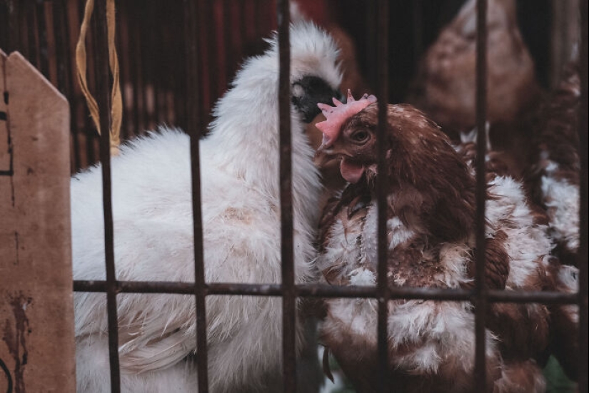 14 Photos I Took To Show The Authentic Side Of A Farmers’ Market In China 14 Photos I Took To Show The Authentic Side Of A Farmers’ Market In China