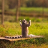 15 animales que saben ponerse en forma para la primavera