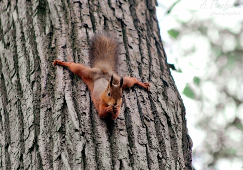 15 animals that know how to get in shape for spring