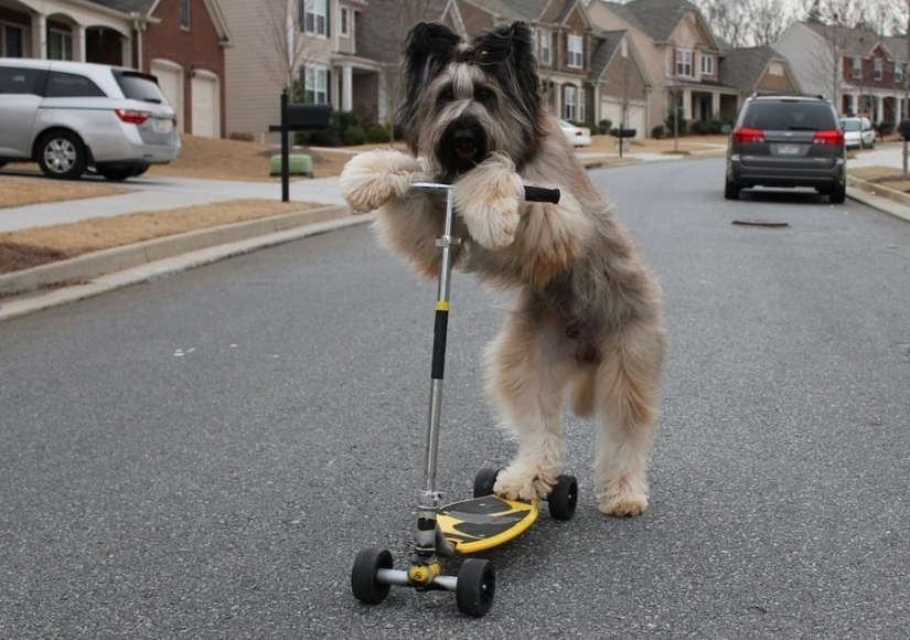 15 animals that know how to get in shape for spring