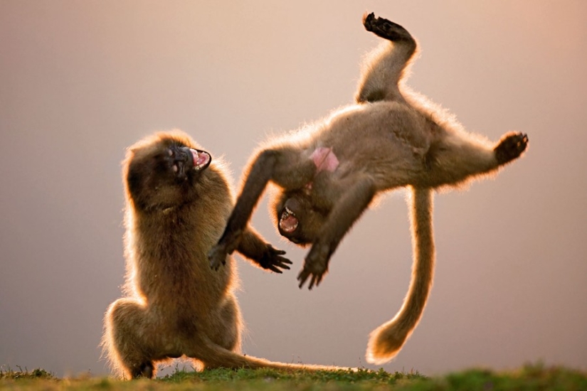 15 animals that know how to get in shape for spring