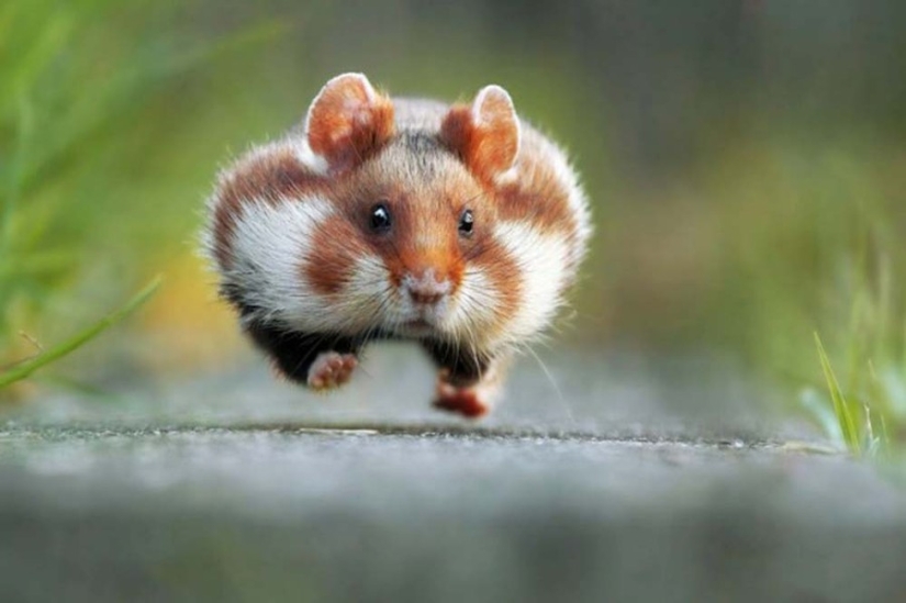 15 animals that know how to get in shape for spring