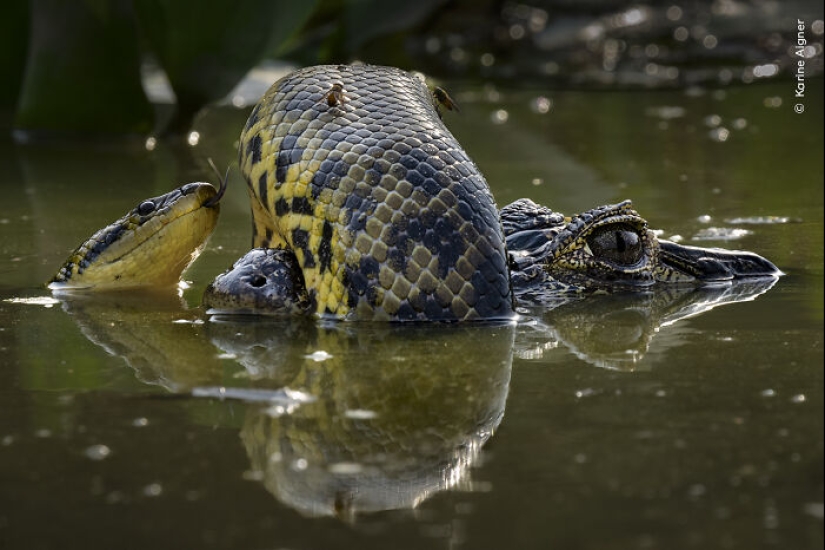 15 Best Wildlife Photographs Of 2024 As Announced By Natural History Museum 15 Best Wildlife Photographs Of 2024 As Announced By Natural History Museum