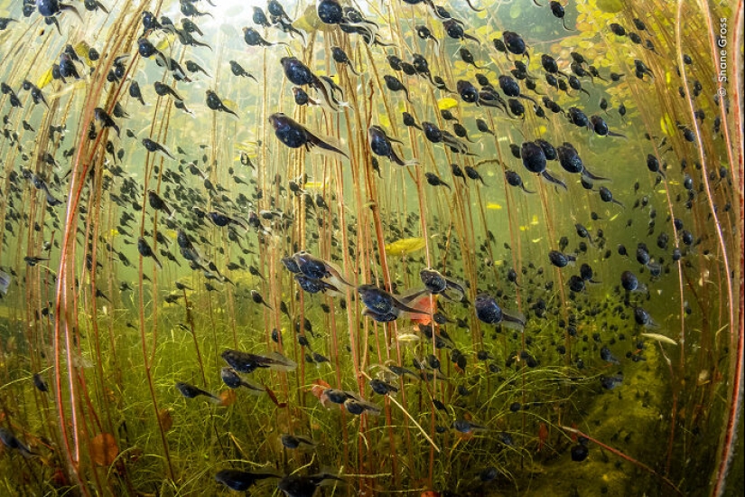 15 Best Wildlife Photographs Of 2024 As Announced By Natural History Museum 15 Best Wildlife Photographs Of 2024 As Announced By Natural History Museum