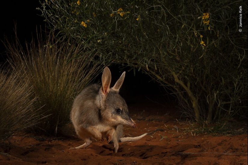 15 Best Wildlife Photographs Of 2024 As Announced By Natural History Museum 15 Best Wildlife Photographs Of 2024 As Announced By Natural History Museum