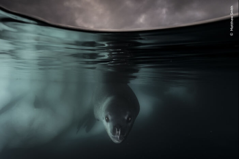 15 Best Wildlife Photographs Of 2024 As Announced By Natural History Museum 15 Best Wildlife Photographs Of 2024 As Announced By Natural History Museum