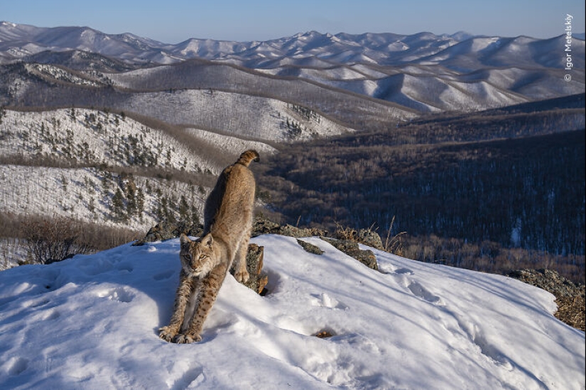 15 Best Wildlife Photographs Of 2024 As Announced By Natural History Museum 15 Best Wildlife Photographs Of 2024 As Announced By Natural History Museum