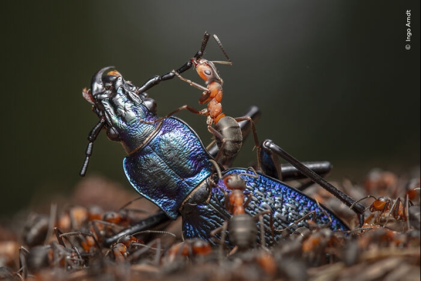 15 Best Wildlife Photographs Of 2024 As Announced By Natural History Museum 15 Best Wildlife Photographs Of 2024 As Announced By Natural History Museum