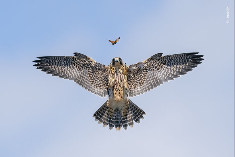 15 Best Wildlife Photographs Of 2024 As Announced By Natural History Museum 15 Best Wildlife Photographs Of 2024 As Announced By Natural History Museum