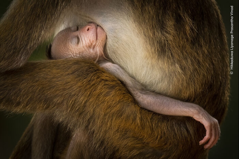 15 Best Wildlife Photographs Of 2024 As Announced By Natural History Museum 15 Best Wildlife Photographs Of 2024 As Announced By Natural History Museum