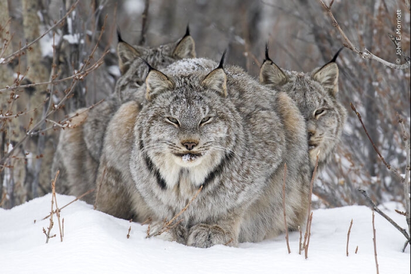 15 Best Wildlife Photographs Of 2024 As Announced By Natural History Museum 15 Best Wildlife Photographs Of 2024 As Announced By Natural History Museum