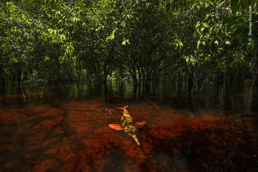 15 Best Wildlife Photographs Of 2024 As Announced By Natural History Museum 15 Best Wildlife Photographs Of 2024 As Announced By Natural History Museum