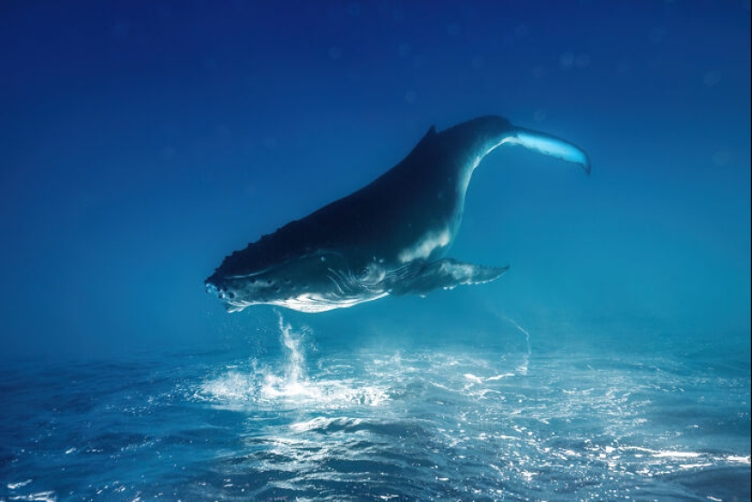 15 Breathtaking Creative Photo Awards Nominees Announced By SIPA 2024