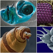 15 criaturas asombrosas que no se pueden ver sin un microscopio 15 criaturas asombrosas que no se pueden ver sin un microscopio