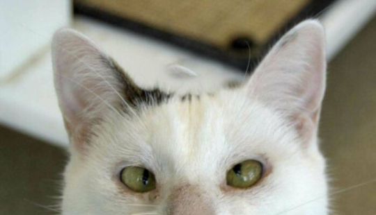 15 de las mutaciones genéticas más salvajes y adorables jamás vistas en mascotas