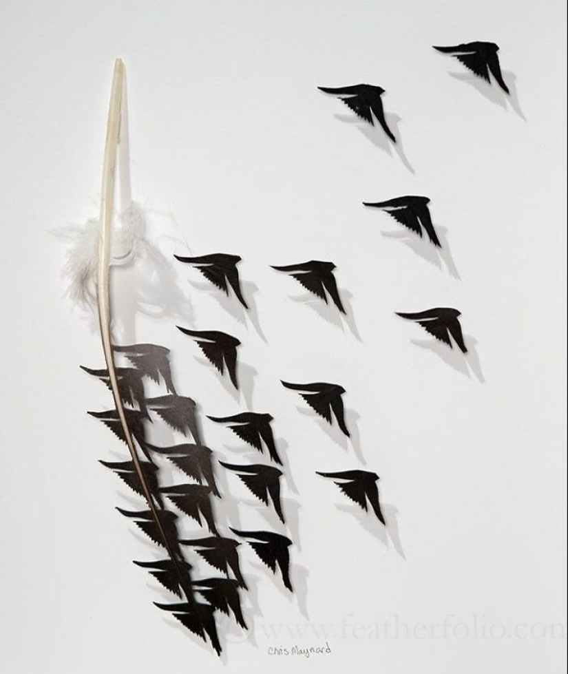 15 Delicate Artworks Made From Hard-Carving Feathers By This Artist 15 Delicate Artworks Made From Hard-Carving Feathers By This Artist
