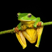 15 Fascinating Close-Up Frog Photos By Biju Pb 15 Fascinating Close-Up Frog Photos By Biju Pb