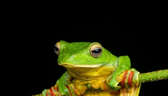 15 Fascinating Close-Up Frog Photos By Biju Pb 15 Fascinating Close-Up Frog Photos By Biju Pb